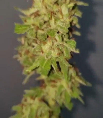 Семена сорта Laughing Buddha fem