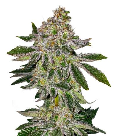 Семена сорта Lemons fem (UKHTA)