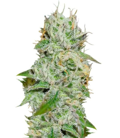Семена сорта Original Juan Herer fem (Delicious Seeds)