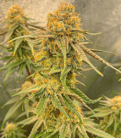 Семена сорта Auto Ak 2 fem (Семяныч)