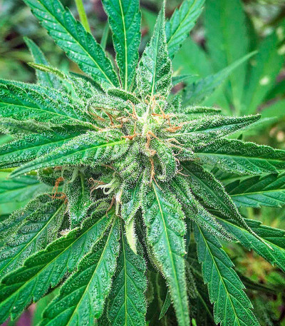 Семена сорта AK 48 reg (Nirvana Seeds)