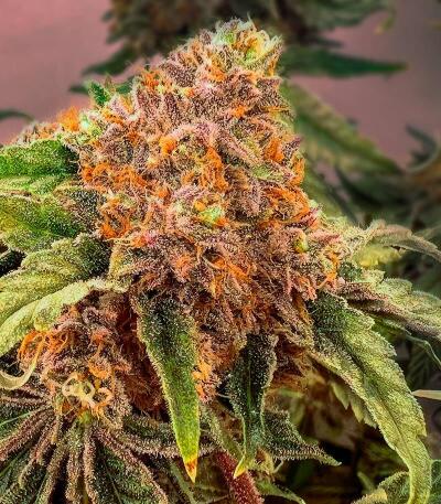 Семена сорта Da Vinci fem (UKHTA)