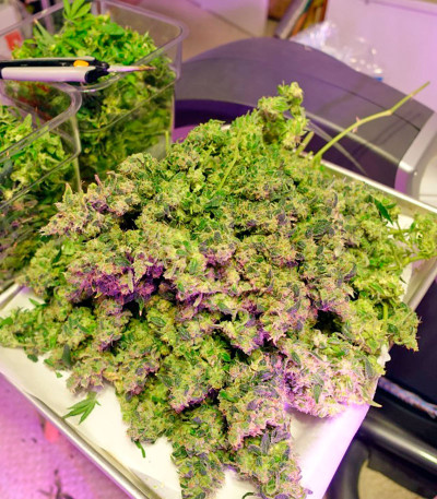 Семена сорта Moby Dick CBD fem