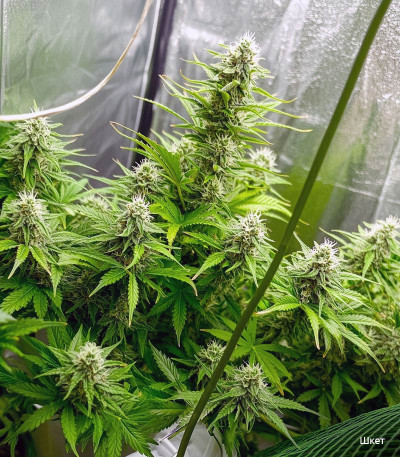 Семена сорта Gorilla Cookies Auto fem (FastBuds)