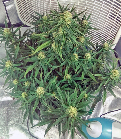 Семена сорта Auto Pyramid fem (Pyramid Seeds)
