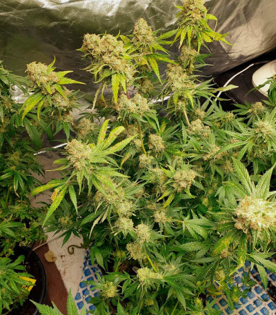 Семена сорта Phantom OG fem (Barney's Farm)