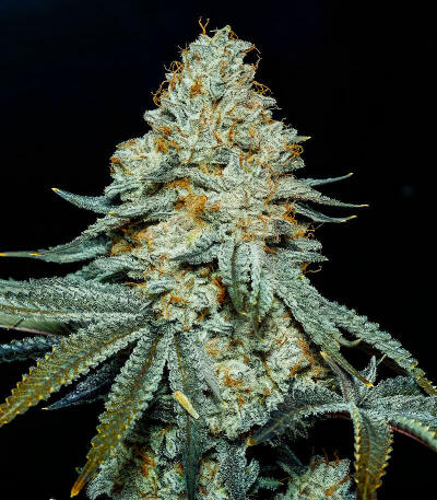 Семена сорта Turbo fem (UKHTA)