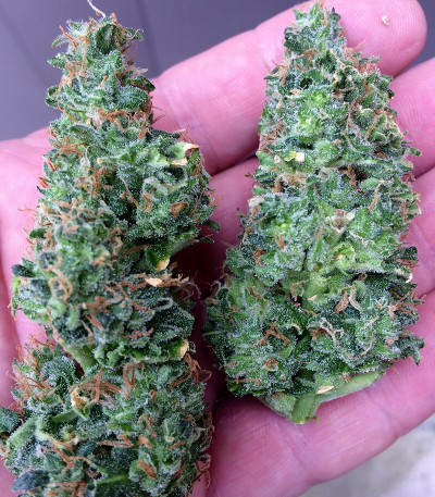 Семена сорта Turbo Bud Auto fem (Heavyweight Seeds)