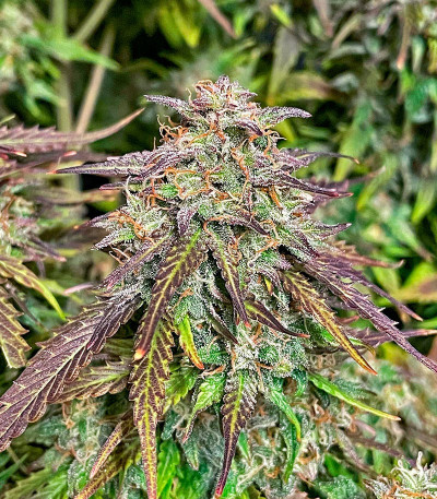 Семена сорта Vanilla Latte Auto fem от Humboldt Seed Company