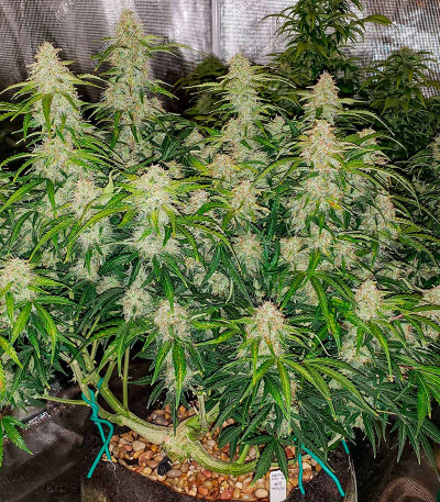 Семена сорта Big Satana 2 Auto fem (Семяныч)