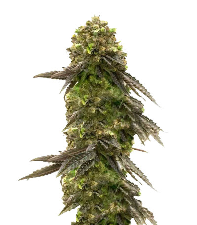 Семена сорта Bruce Banner # fem (AlphaFem Seeds)