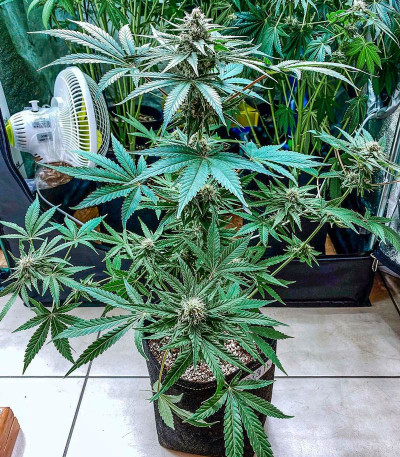 Семена сорта Eleven Roses fem (Delicious Seeds)