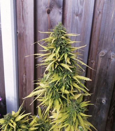 Семена сорта Auto Critical Orange Punch fem (Dutch Passion)