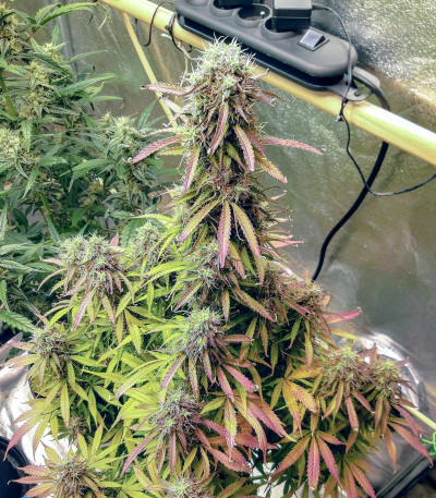 Семена сорта Blue Auto Mazar fem (Dutch Passion)