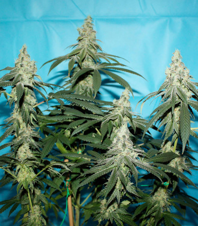 Семена сорта Bubba Slush fem (Green House Seeds)