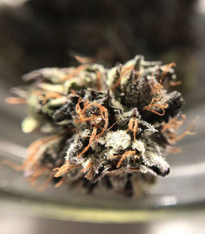 Семена сорта Delhi Friend fem (Dr. Krippling Seeds)