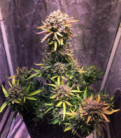 Семена сорта Gelato Auto fem (FastBuds)