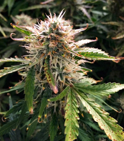 Семена сорта Wild Thailand Ryder Auto fem (World of Seeds)