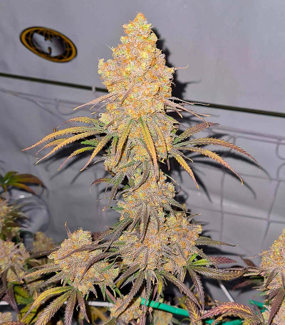 Семена сорта Future #1 fem (Blimburn Seeds)