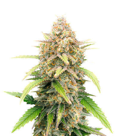 Семена сорта Super Lemon Haze Auto (Семяныч)