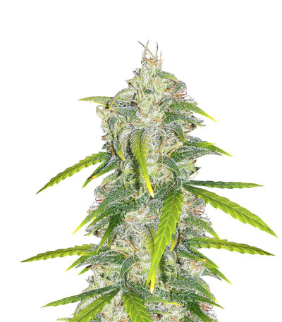 Семена сорта StarRyder Auto fem (Dutch Passion)