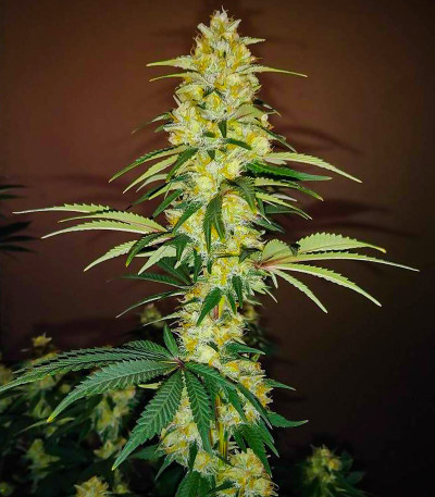 Семена сорта AK 47 Fast Version fem (Семяныч)