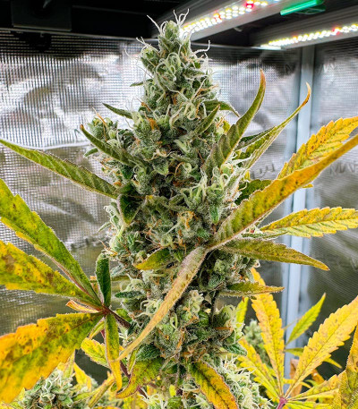 Семена сорта CBD Lemon Auto fem (Herbies Seeds)