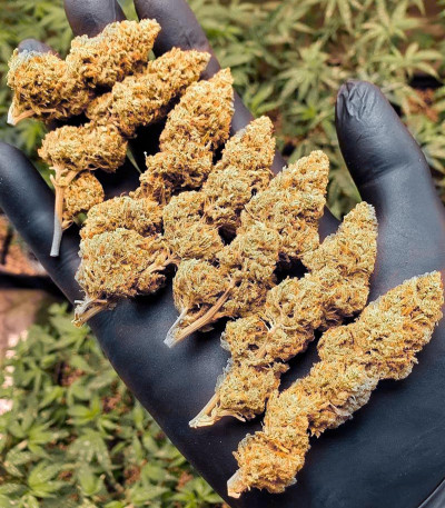 Семена сорта Franco's Lemon Cheese fem (Green House Seeds)