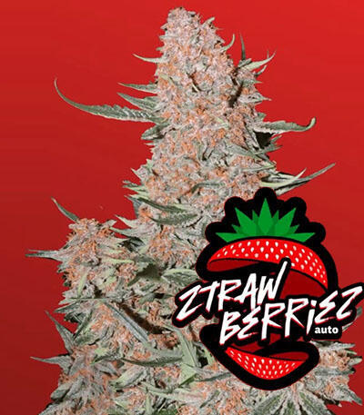 Семена сорта Ztrawberriez Auto fem (FastBuds)