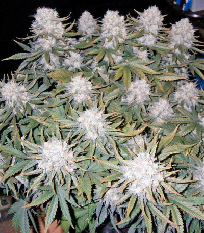 Семена сорта Killer Kush Auto fem (Sweet Seeds)
