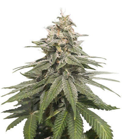 Семена сорта Eleven Roses Early Version fem (Delicious Seeds)