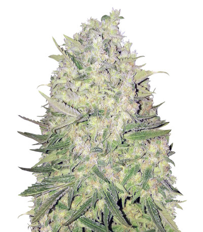 Семена сорта White Widow Original reg (Sumo Seeds)