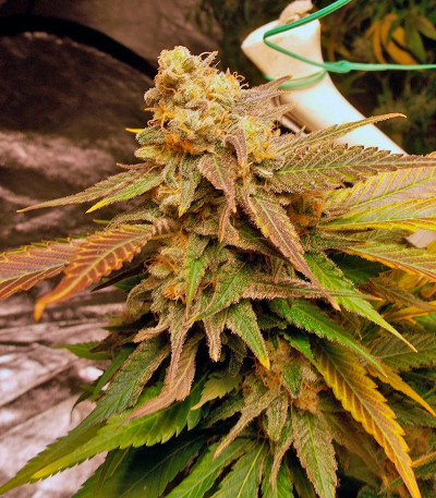 Семена сорта Vanilla Kush fem (Barney's Farm)