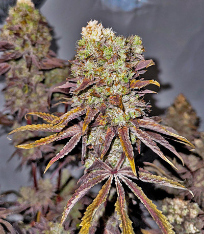 Семена сорта Black Cherry Gushers fem от Barney's Farm