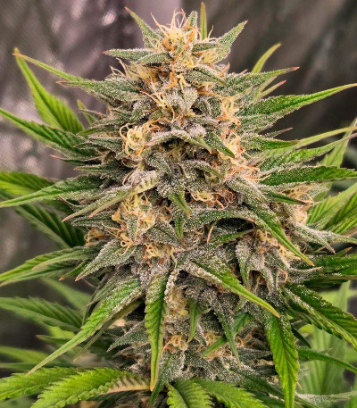 Семена сорта Frostbanger Auto F3 fem (FastBuds)
