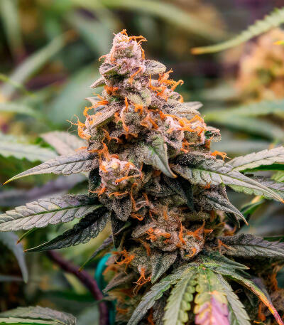 Семена сорта Ghost Chem OG Autoflower fem (Seedkeepers)