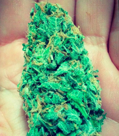 Семена сорта Goji Haze fem (Sumo Seeds)