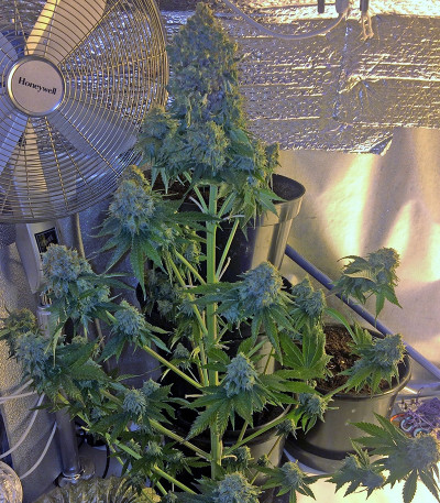Семена сорта Midnight Mass fem (Heavyweight Seeds)