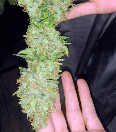 Семена сорта Misty Kush fem