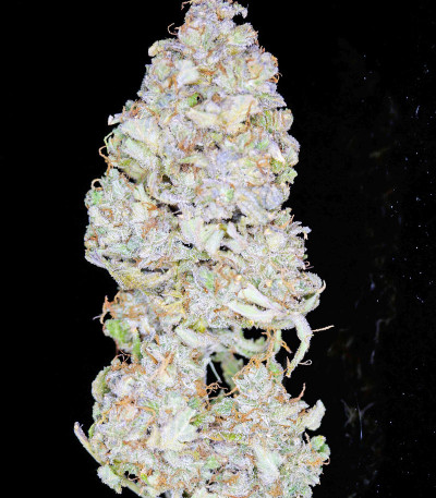 Семена сорта Strawberry Pie Auto fem (FastBuds)