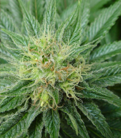 Семена сорта Bubblicious fem (Resin Seeds)