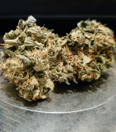 Семена сорта Banana Purp fem (Medical Seeds)