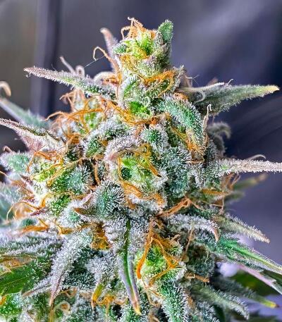 Семена сорта Gorilla 4 Autoflower fem (Easy Grow Seeds)