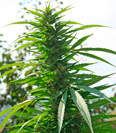 Семена сорта Pink Plant fem