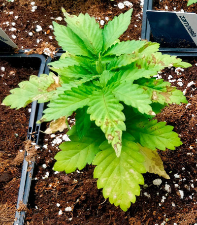 Семена сорта Sherbert Gorilla fem (Dr. Krippling Seeds)