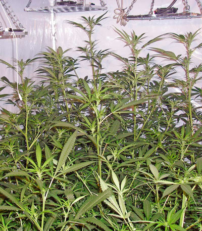 Семена сорта Trainwreck reg (Humboldt Seeds)