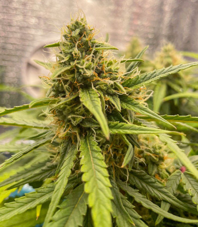 Семена сорта Dos-Vi-Dos Auto fem (Семяныч)