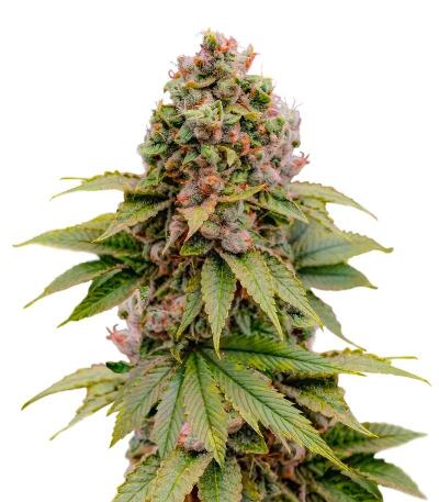 Семена сорта 50 Dragons fem (UKHTA)