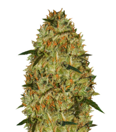Семена сорта Cheese fem (Vision Seeds)