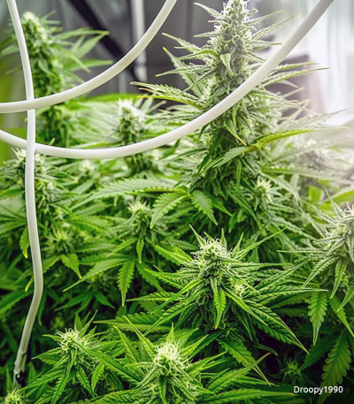 Семена сорта Zkittlez Auto fem (Cali Buds Seeds)